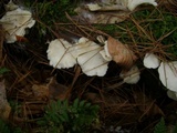 Pleurocybella porrigens image