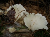 Pleurocybella porrigens image