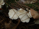 Pleurocybella porrigens image