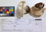 Hygrophorus subalpinus image