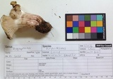 Hygrophorus purpurascens image