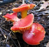 Hygrocybe punicea image