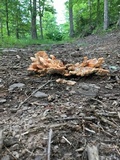 Laetiporus cincinnatus image