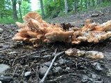 Laetiporus cincinnatus image