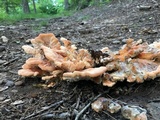 Laetiporus cincinnatus image
