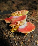 Hygrocybe punicea image