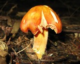 Hygrocybe punicea image