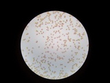 Agrocybe dura image