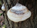 Fomitopsis ochracea image
