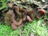 Discina ancilis image