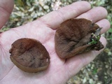 Discina ancilis image