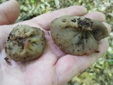 Discina ancilis image