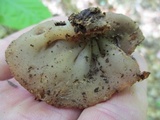 Discina ancilis image