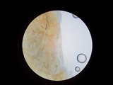Discina ancilis image