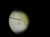 Discina ancilis image