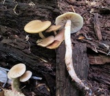 Kuehneromyces marginellus image