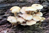 Kuehneromyces marginellus image