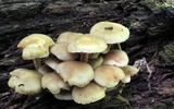 Kuehneromyces marginellus image