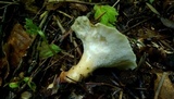 Polyporus craterellus image