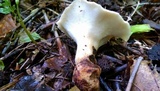 Polyporus craterellus image