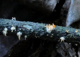 Stilbella aleuriata image