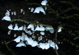 Gloeoporus phlebophorus image