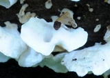 Gloeoporus phlebophorus image