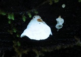 Gloeoporus phlebophorus image