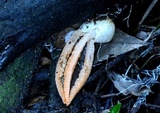 Pseudocolus fusiformis image