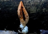 Pseudocolus fusiformis image