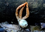 Pseudocolus fusiformis image
