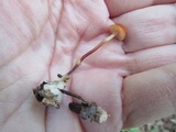 Marasmius sullivantii image