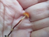Marasmius sullivantii image