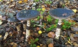 Amanita nigrescens image