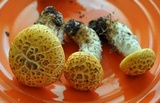 Neolentinus lepideus image