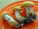 Neolentinus lepideus image