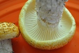 Neolentinus lepideus image