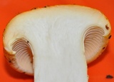 Neolentinus lepideus image