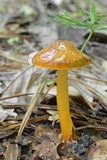 Hygrocybe psittacina var. perplexa image