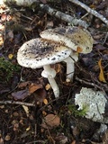 Amanita australis image
