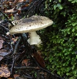 Amanita australis image