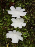 Humidicutis mavis image