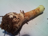 Amanita persicina image