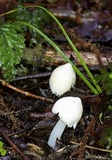 Humidicutis mavis image