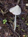 Entoloma canoconicum image