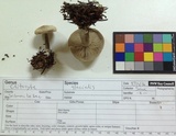 Clitocybe glacialis image