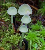 Gliophorus lilacinoides image