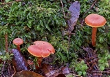 Hygrocybe rubrocarnosa image