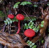 Hygrocybe miniata image