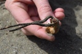 Ophiocordyceps ravenelii image